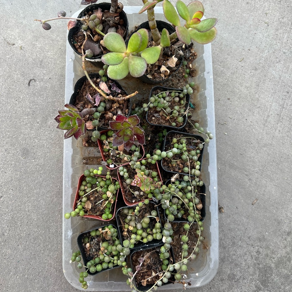 🌵Clearance Tray